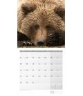 Wandkalender Bären Kalender 2022