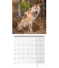 Wall calendar Wölfe Kalender 2022