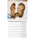 Wall calendar Eulen Kalender 2022