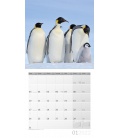 Wandkalender Pinguine Kalender 2022