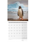Wandkalender Pinguine Kalender 2022