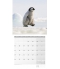 Nástěnný kalendář Tučňáci / Pinguine Kalender 2022