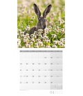 Nástěnný kalendář Lesní zvěř / Heimische Wildtiere Kalender 2022