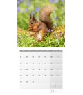 Wall calendar Heimische Wildtiere Kalender 2022