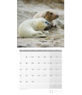 Wall calendar Heimische Wildtiere Kalender 2022