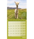 Wall calendar No Drama, Lama! Kalender 2022
