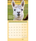 Wall calendar No Drama, Lama! Kalender 2022