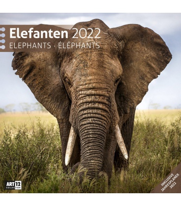 Wandkalender Elefanten Kalender 2022