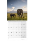 Wandkalender Elefanten Kalender 2022