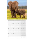 Nástěnný kalendář Sloni / Elefanten Kalender 2022