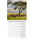 Nástěnný kalendář Sloni / Elefanten Kalender 2022