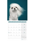 Nástěnný kalendář Psi / Dogs Kalender 2022