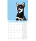 Nástěnný kalendář Psi / Dogs Kalender 2022