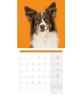 Wall calendar Dogs Kalender 2022