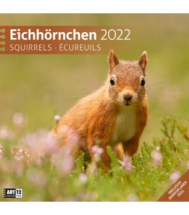 Wandkalender Eichhörnchen Kalender 2022