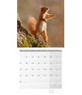 Nástěnný kalendář Veverky / Eichhörnchen Kalender 2022