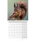 Wandkalender Eichhörnchen Kalender 2022