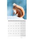 Wall calendar Eichhörnchen Kalender 2022