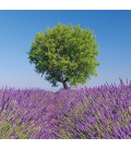 Nástěnný kalendář poznámkový Provence 2023