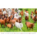 Wandkalender Horses/Pferde/Koně/Kone 2023
