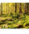 Nástěnný kalendář Forest/Wald/Les 2023