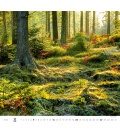 Wandkalender Forest/Wald/Les 2023