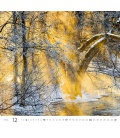 Wall calendar Forest/Wald/Les 2023