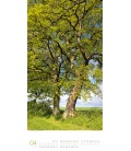 Nástěnný kalendář Stromy / Bäume Kalender 2023