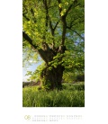 Nástěnný kalendář Stromy / Bäume Kalender 2023