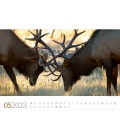 Wall calendar Tierwelt Wald Kalender 2023
