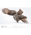 Wall calendar Tierwelt Wald Kalender 2023