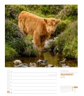 Wall calendar Schottland - Wochenplaner Kalender 2023