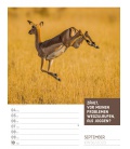 Wandkalender Tierisch! Sprüchekalender - Wochenplaner Kalender 2023
