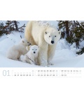 Nástěnný kalendář Lední medvědi / Eisbären Kalender 2023