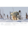 Nástěnný kalendář Lední medvědi / Eisbären Kalender 2023