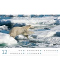 Wall calendar Eisbären Kalender 2023