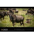 Wall calendar Tierwelt Afrika Kalender 2023
