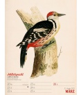 Wall calendar Wunderbare Vogelwelt - Wochenplaner Kalender 2023