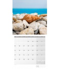 Wall calendar Muscheln Kalender 2023