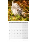 Wall calendar Katzen Kalender 2023