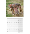 Wall calendar Wölfe Kalender 2023