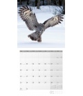 Wall calendar Eulen Kalender 2023