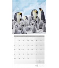 Wall calendar Pinguine Kalender 2023