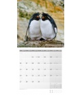 Wall calendar Pinguine Kalender 2023