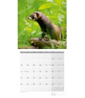Nástěnný kalendář Lesní zvěř / Heimische Wildtiere Kalender 2023