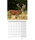 Wall calendar Heimische Wildtiere Kalender 2023