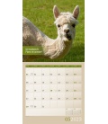Wall calendar No Drama, Lama! Kalender 2023