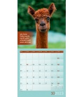 Wall calendar No Drama, Lama! Kalender 2023