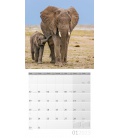 Wall calendar Elefanten Kalender 2023