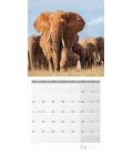 Wandkalender Elefanten Kalender 2023